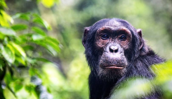 3-Day Ultimate Chimpanzee Trekking Trip to Kibale National Park.
