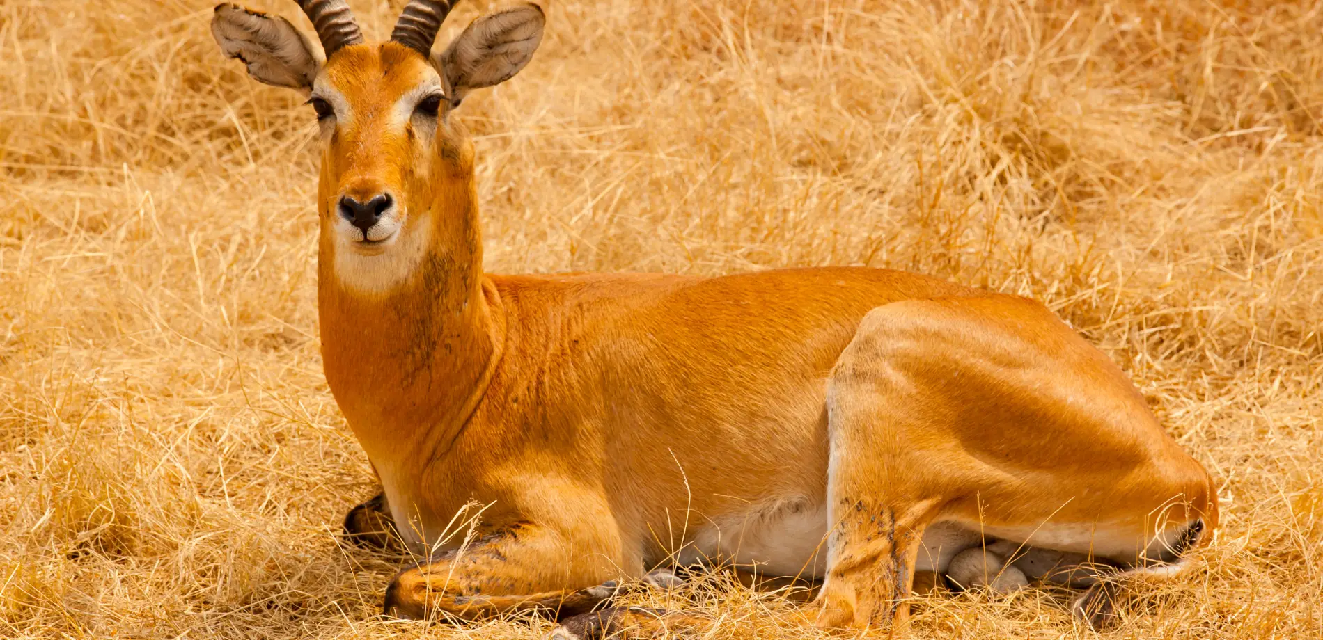 Uganda's National Parks