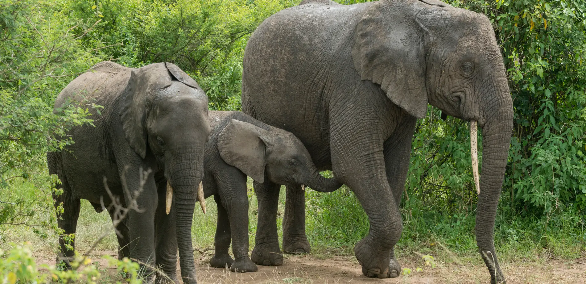 Wild Life in Uganda