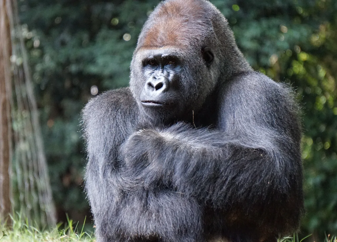 10 facts you dint know about Mountain Gorillas