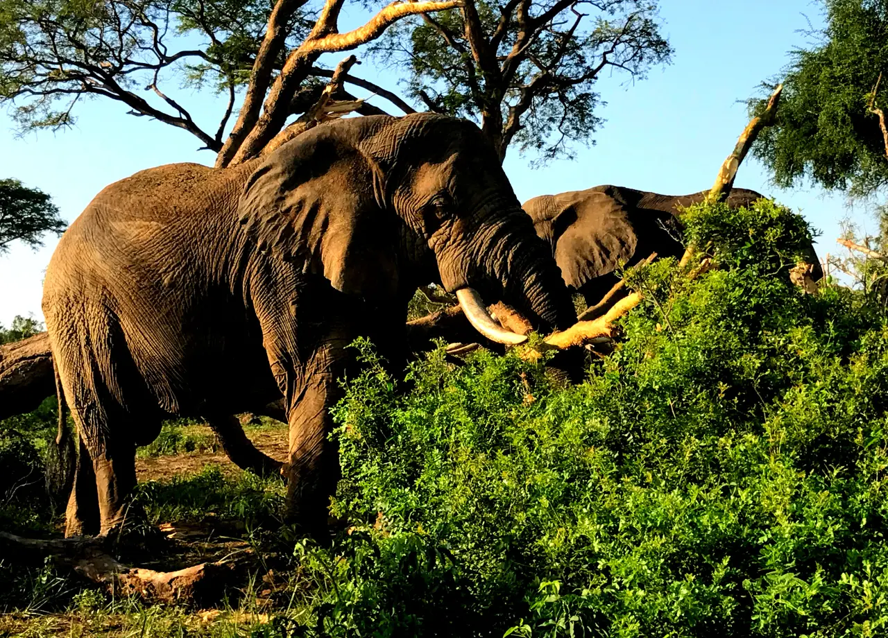 Did you know that Elephants actually never forget!!! find out more about them in these ten facts...