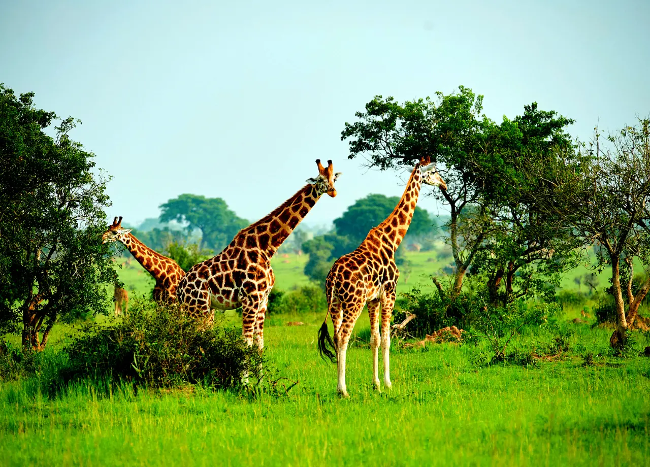 Interesting Facts you need to know about Giraffes