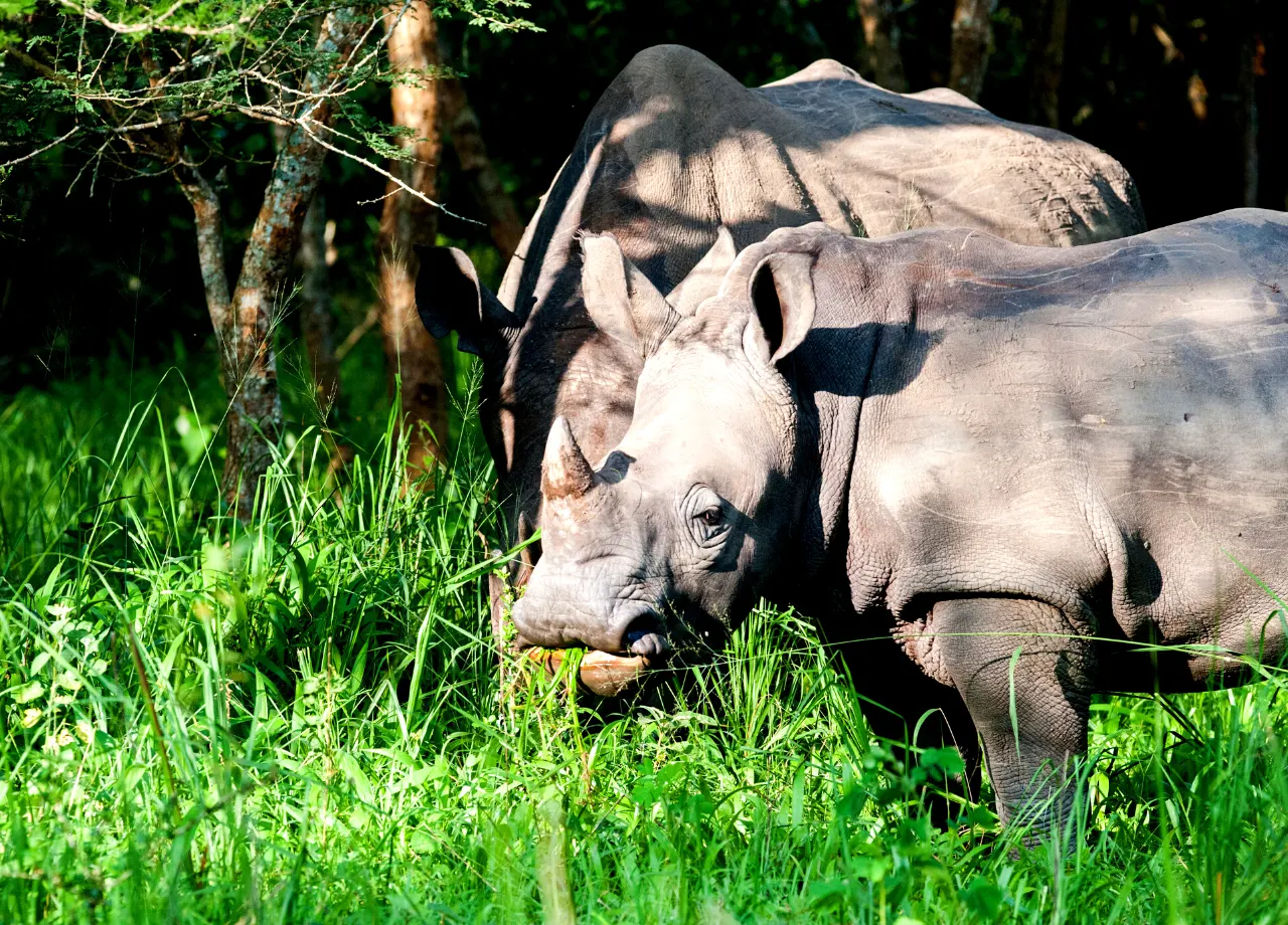 Top 10 facts you need to know about Rhinos!