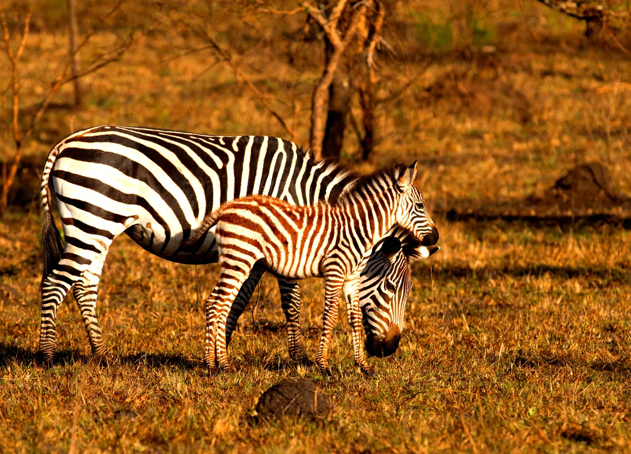 Satisfy your curiousity about Lake Mburo National Park with this article...